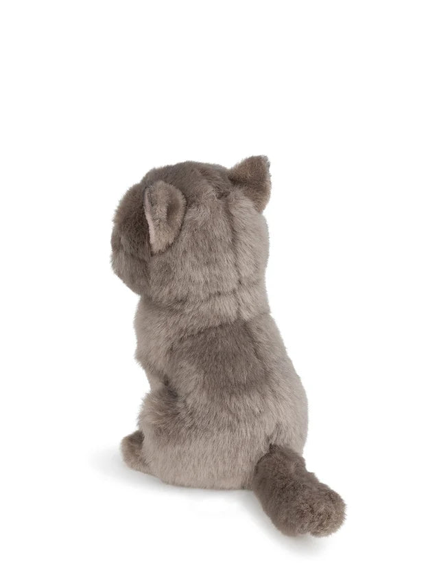 B.T. CHAPS Freddy the British Shorthair in Giftbox - 17cm