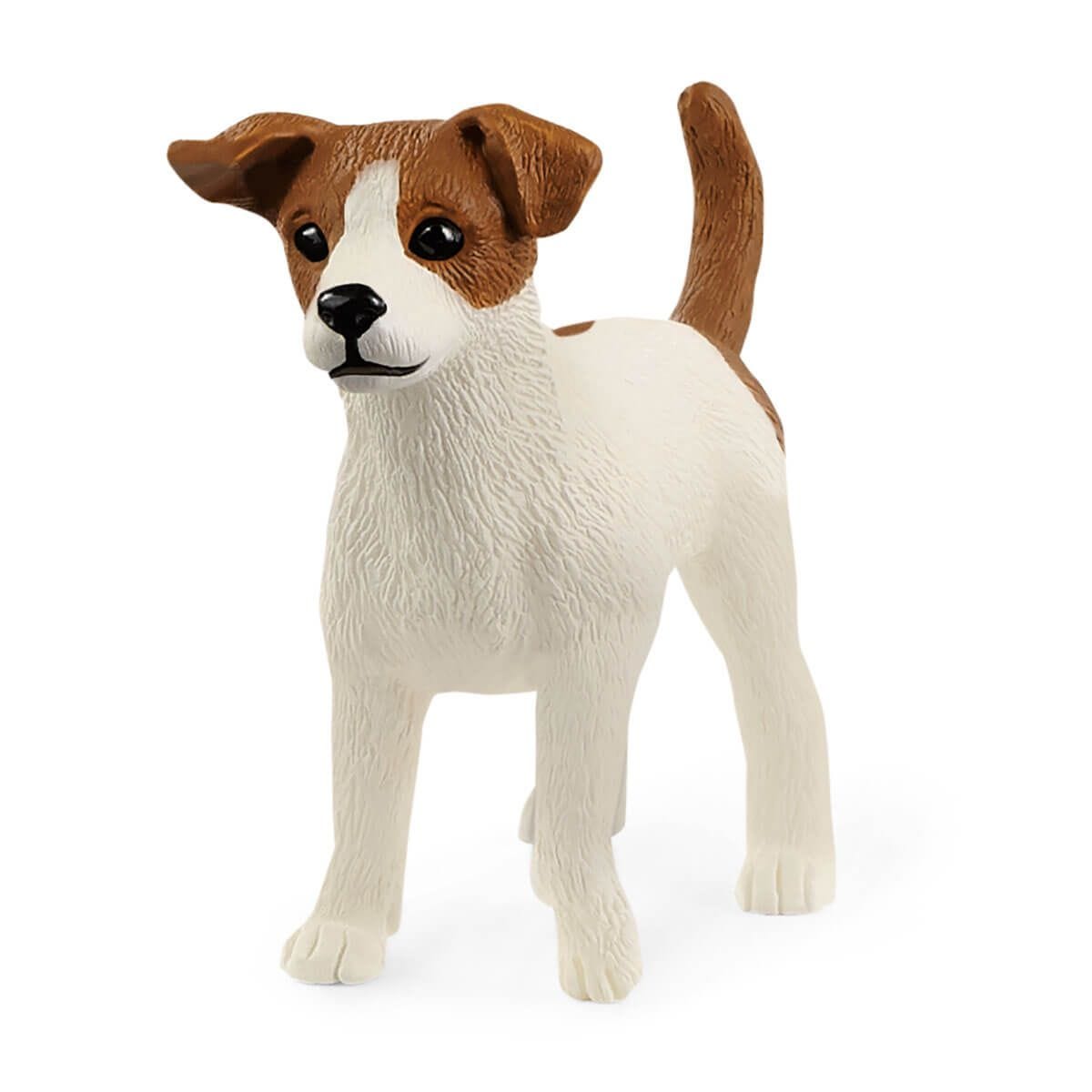 Jack Russell Terrior