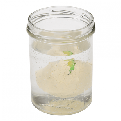 Hatching Dinosaur Egg